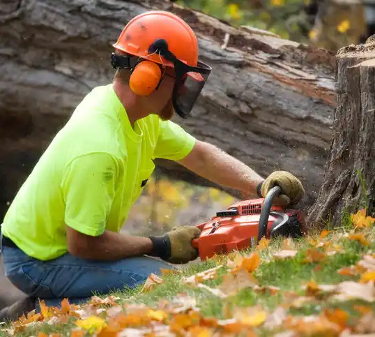 tree services Arcanum